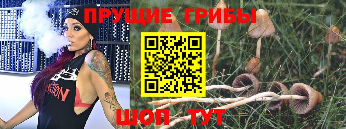 Псилоцибиновые грибы Psilocybe  купить  цена  Новокузнецк  Вход с VPN 